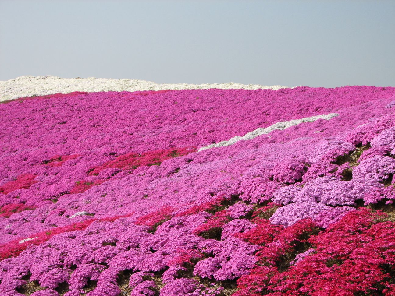 高野花見山 観光情報 うつくしま浜街道