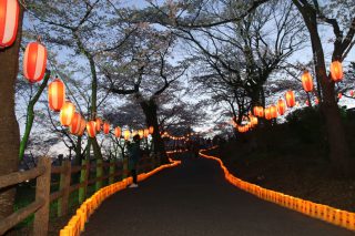 夜ノ森公園桜祭り